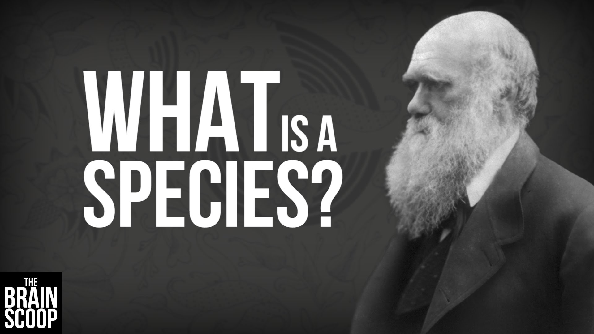What is a species? – YouTube